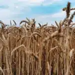 Україна, Британія та Латвія перевірятимуть походження зерна, щоб викривати крадене з окупованих територій